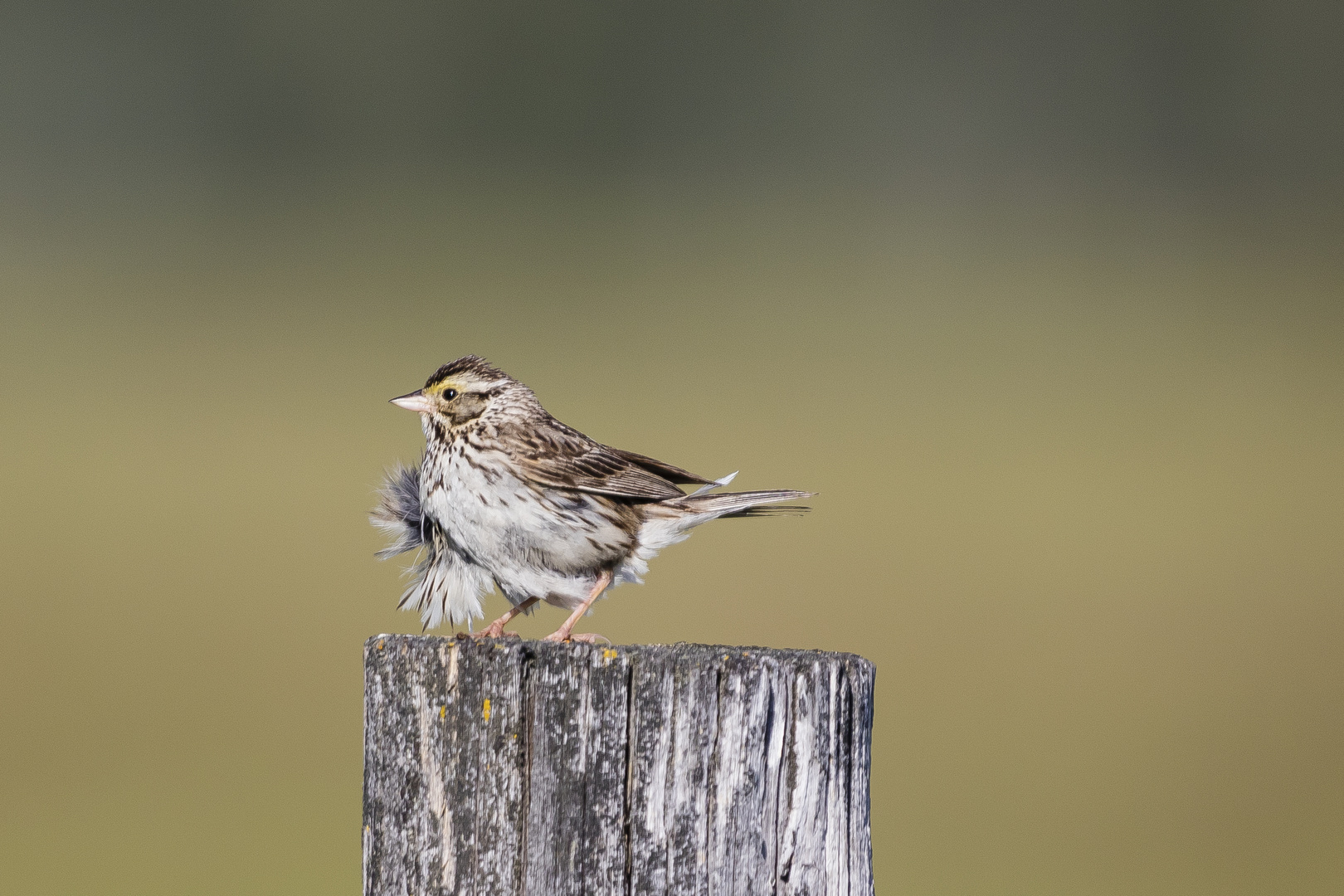 Grasammer ? im Grand Teton NP, USA