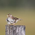 Grasammer ? im Grand Teton NP, USA