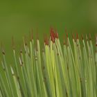 Grasbaum (Xanthorrhoea)