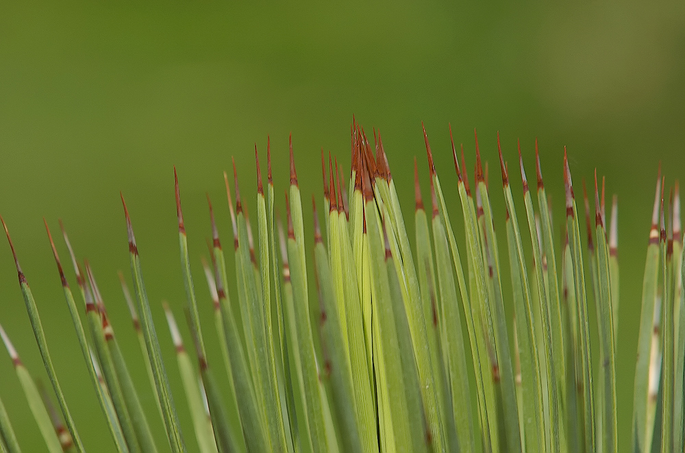 Grasbaum (Xanthorrhoea)