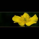 Grasblättriger Hahnenfuß (Ranunculus gramineus) / grass-leaved buttercup