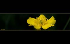 Grasblättriger Hahnenfuß (Ranunculus gramineus) / grass-leaved buttercup