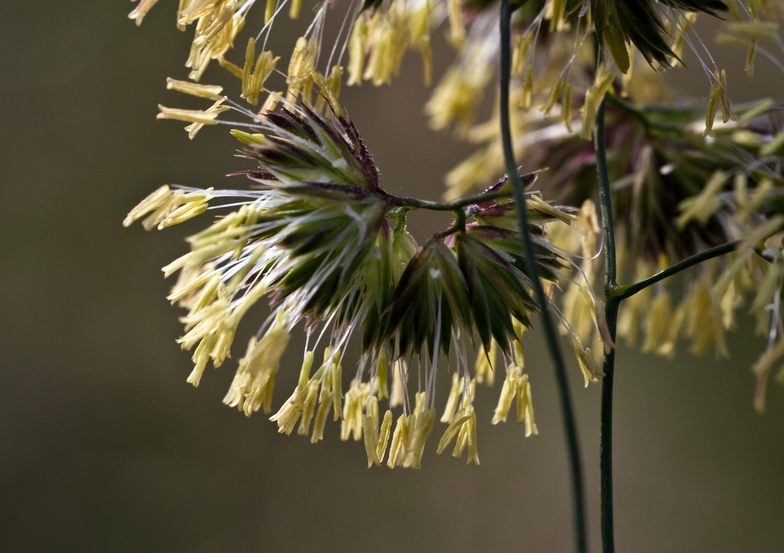 Grasblüte