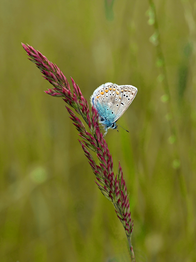 Grasblüte