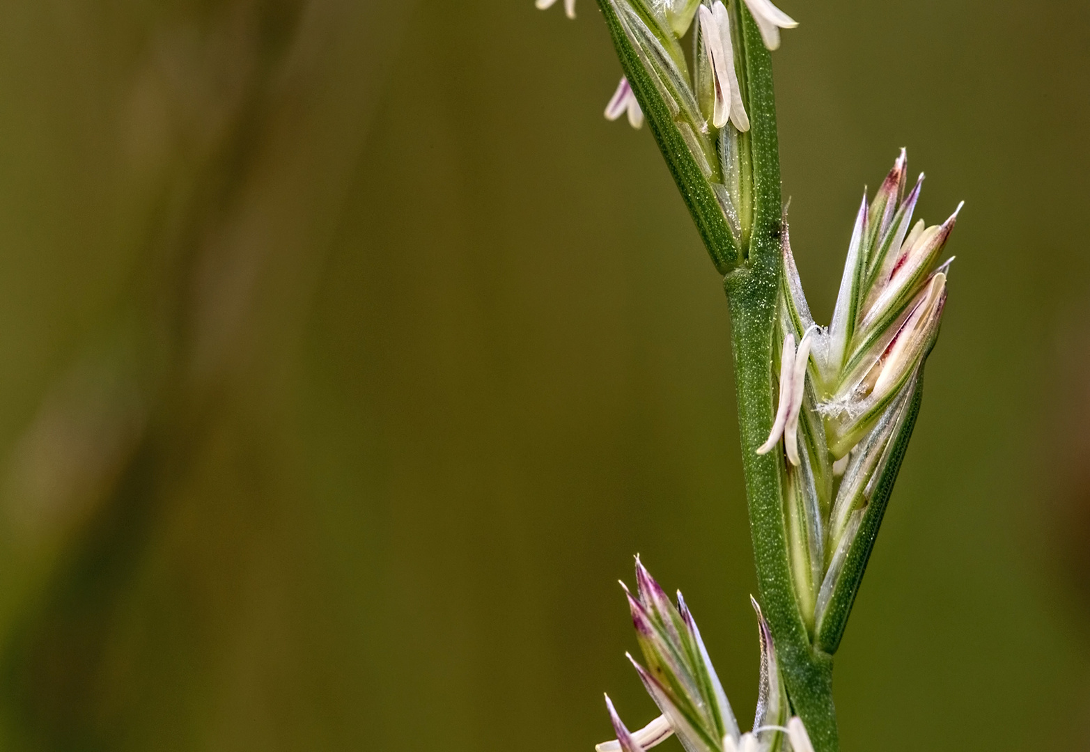 Grasblüte