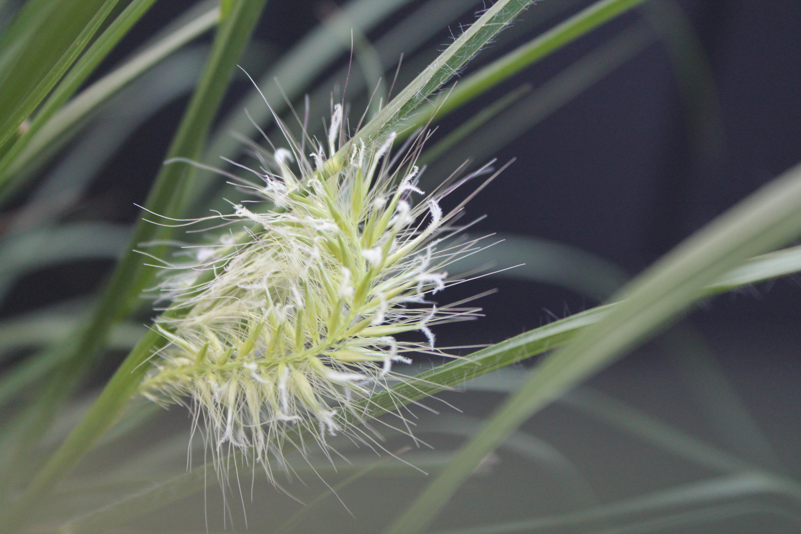 Grasblüte