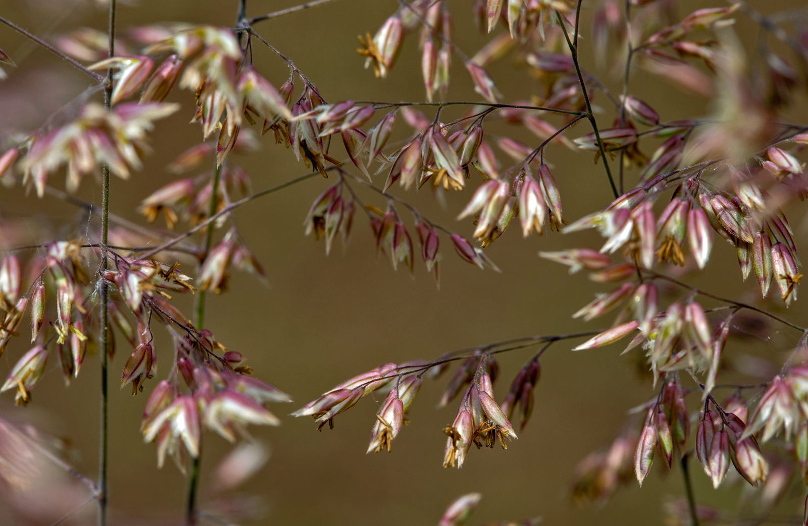 Grasblüte