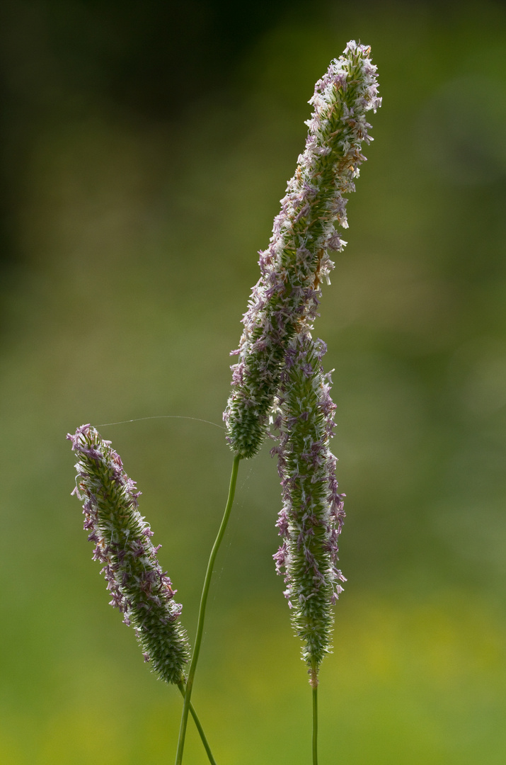 Grasblüte