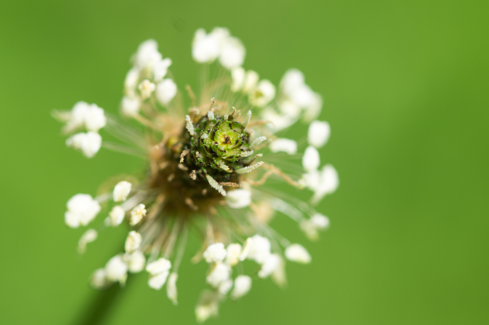 Grasblüte