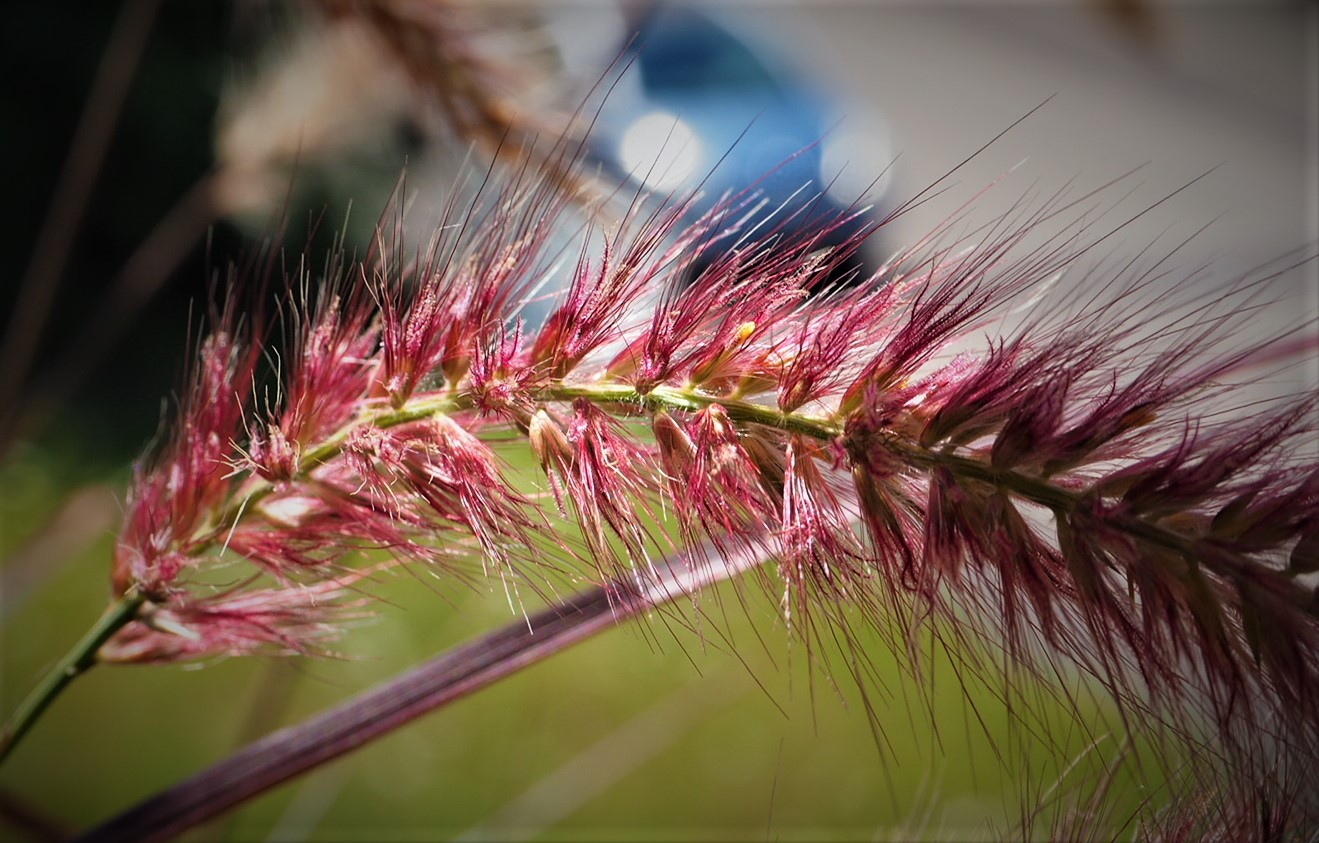 Grasblüte