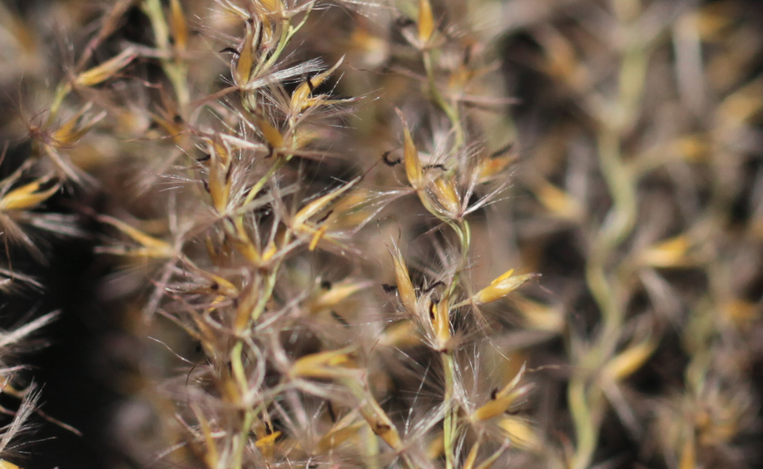 Grasblüte aus der Nähe