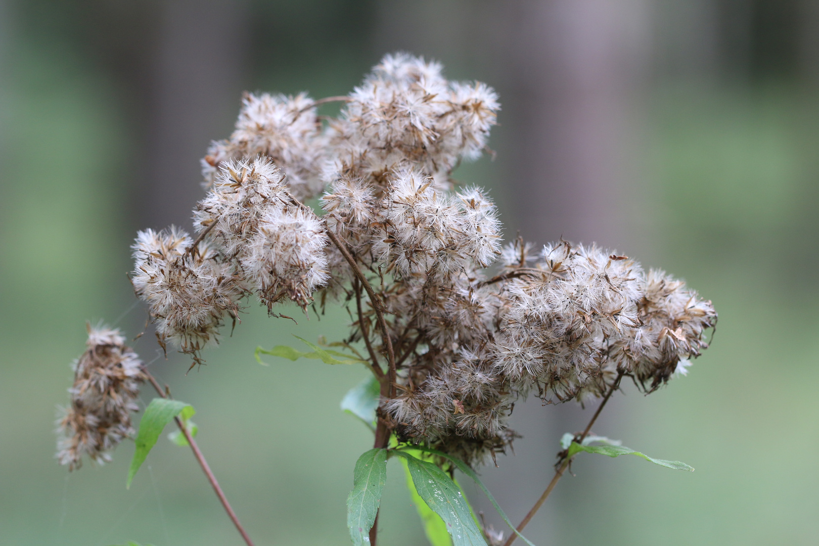 Grasblüte