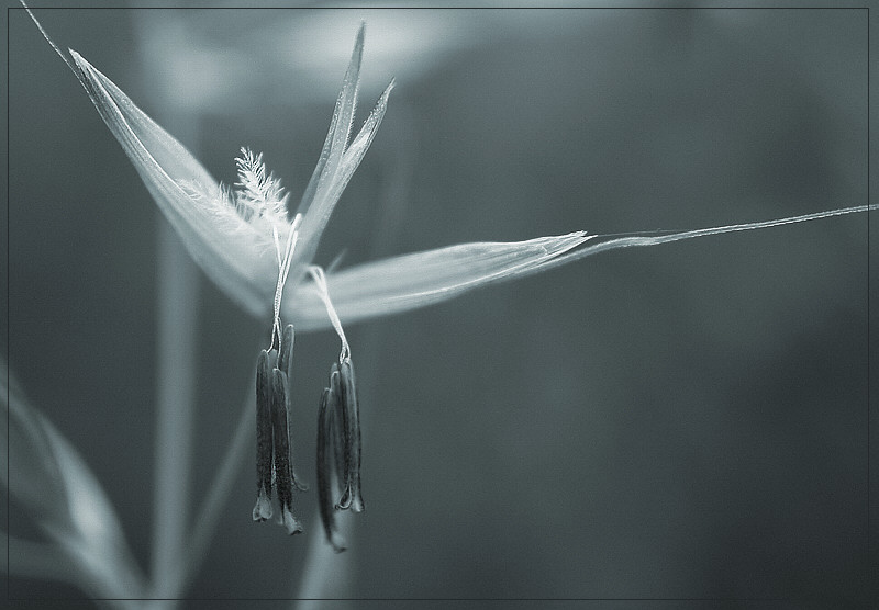 Grasblüte