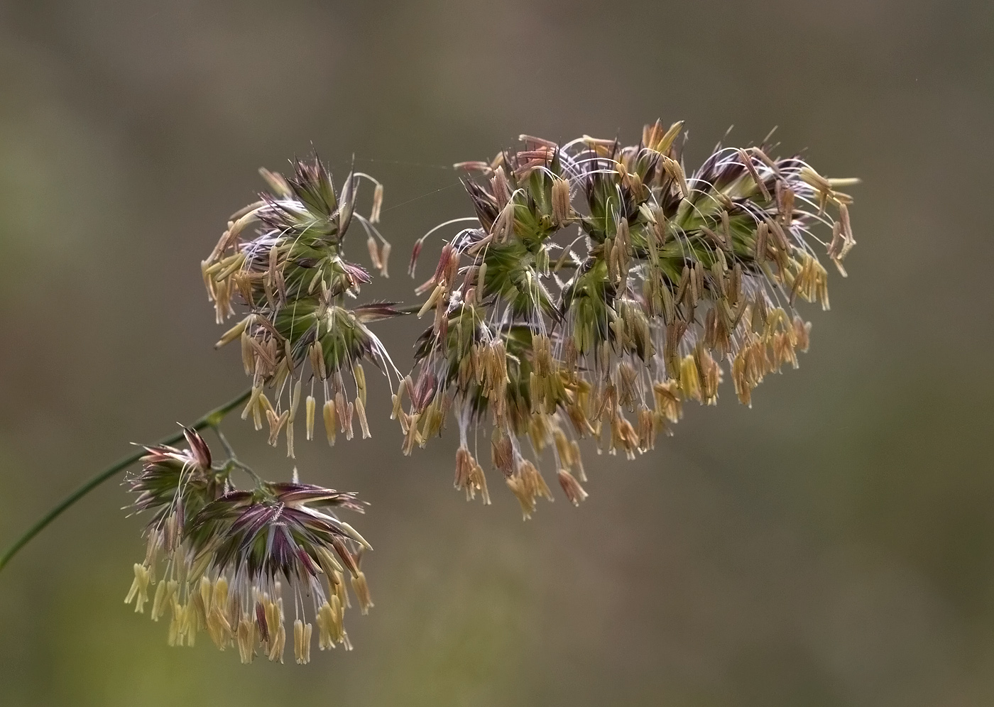 Grasblüte