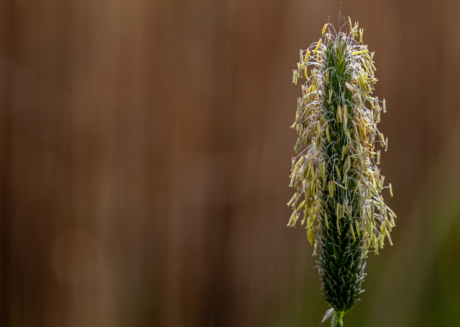 Grasblüte