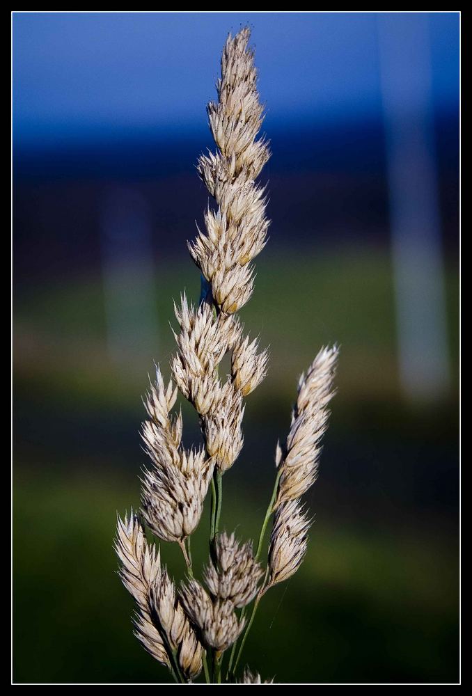 Grasblüte