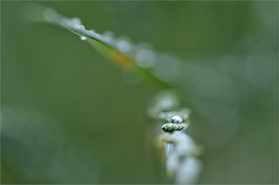 Grasblüte mit Tropfen