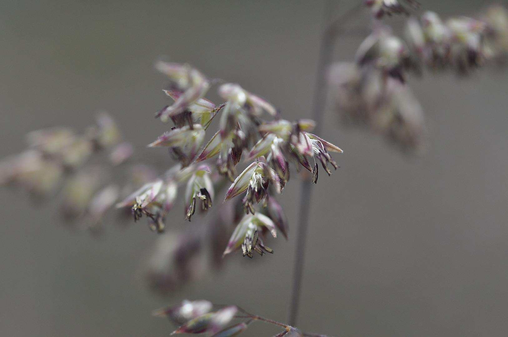 Grasblüten