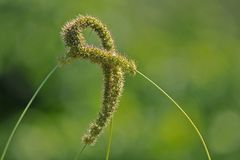 Grasblüten-Ballett