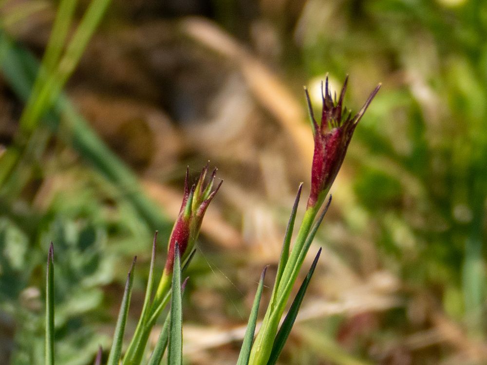 Grasblüten ... wie gesagt, die kleinen Dinge sind oft die schönsten