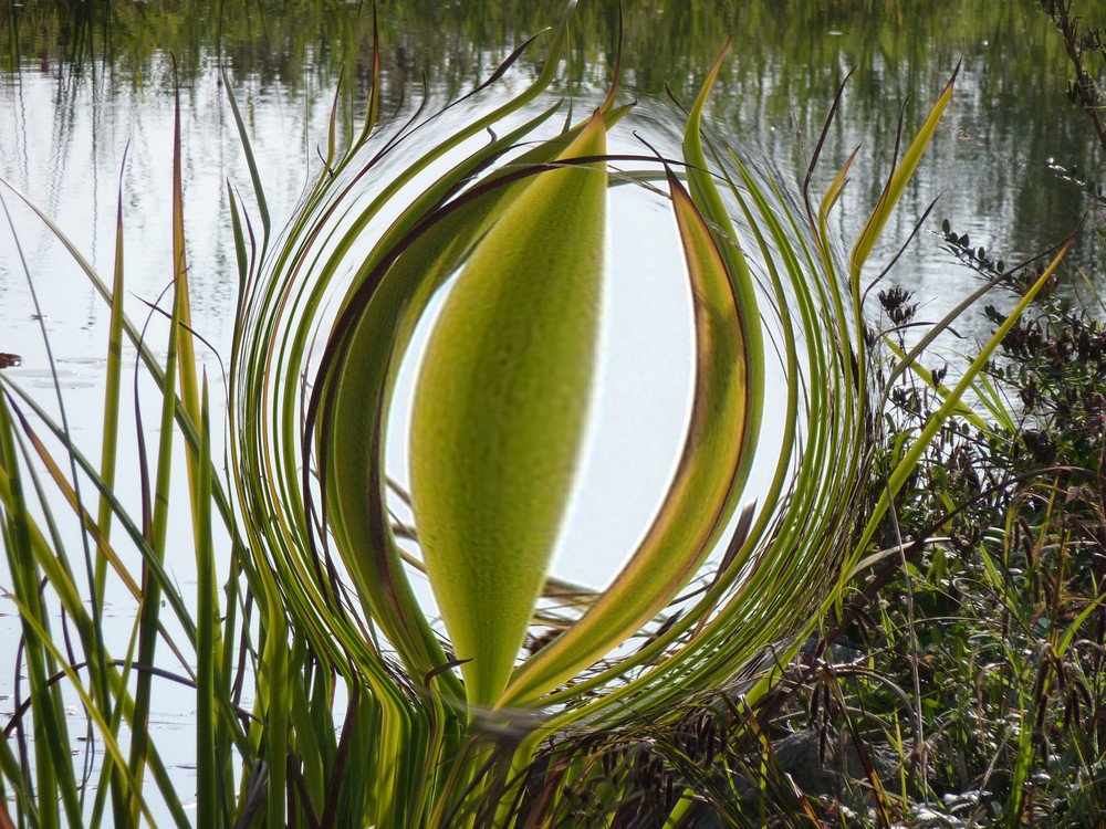 Grasblume