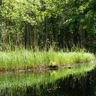 Grasböschung spiegelt sich im Bach