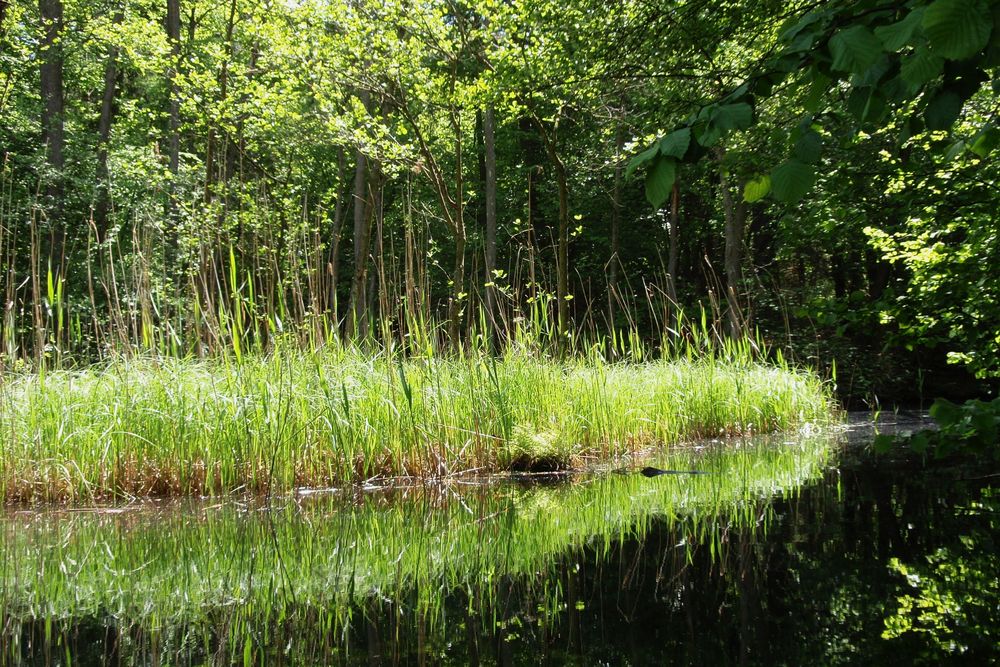 Grasböschung spiegelt sich im Bach