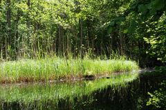 Grasböschung spiegelt sich im Bach