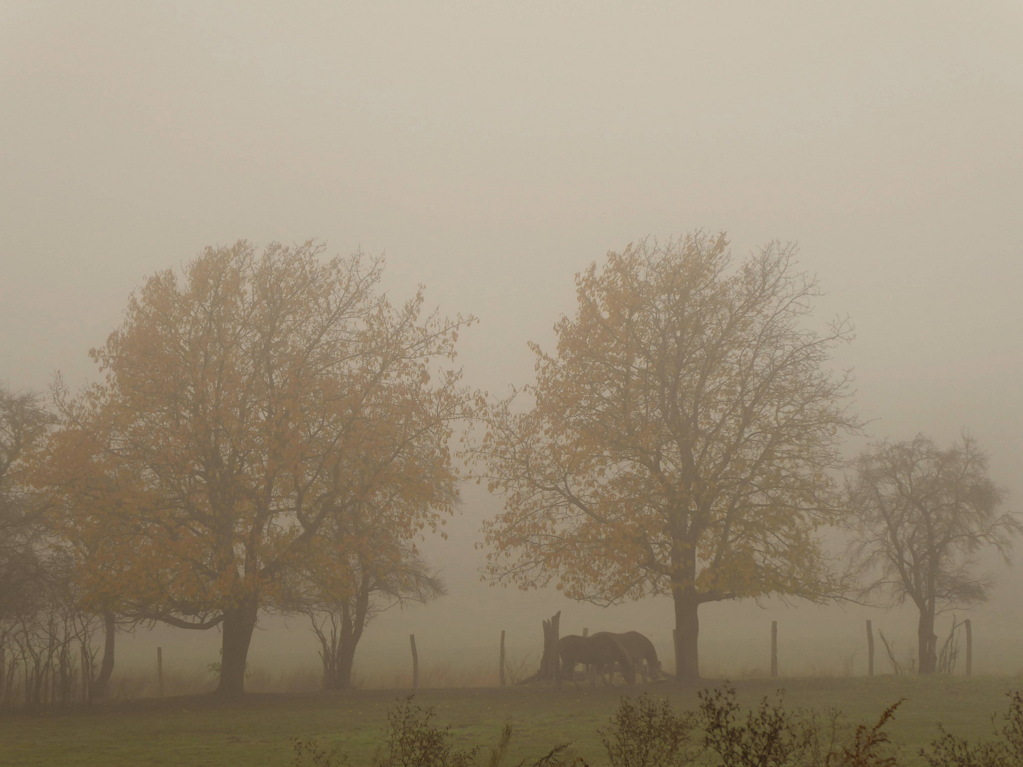 Grasen im Nebel