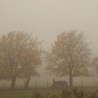 Grasen im Nebel