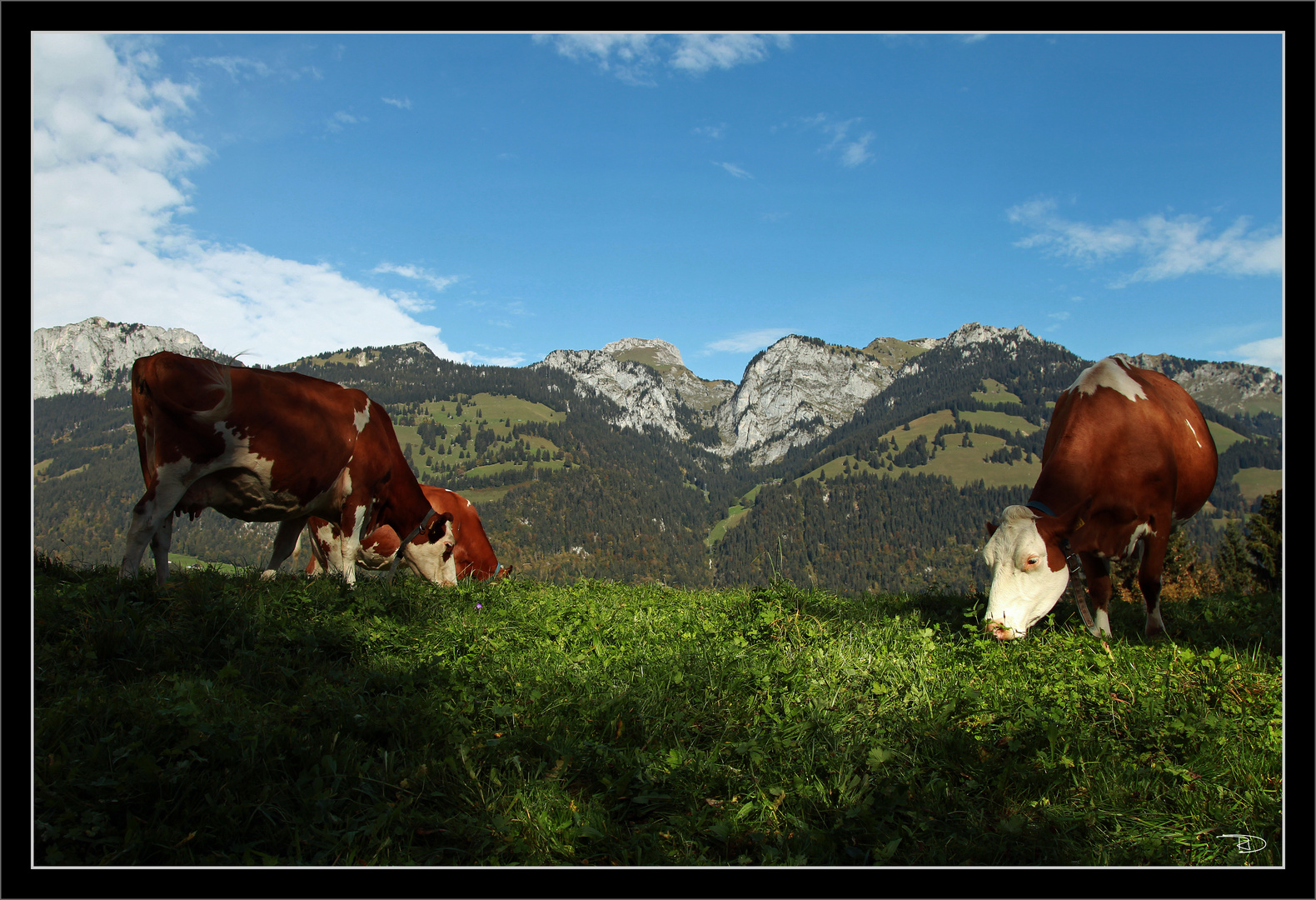 Grasen mit Blick zum Stockhorn