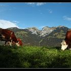 Grasen mit Blick zum Stockhorn