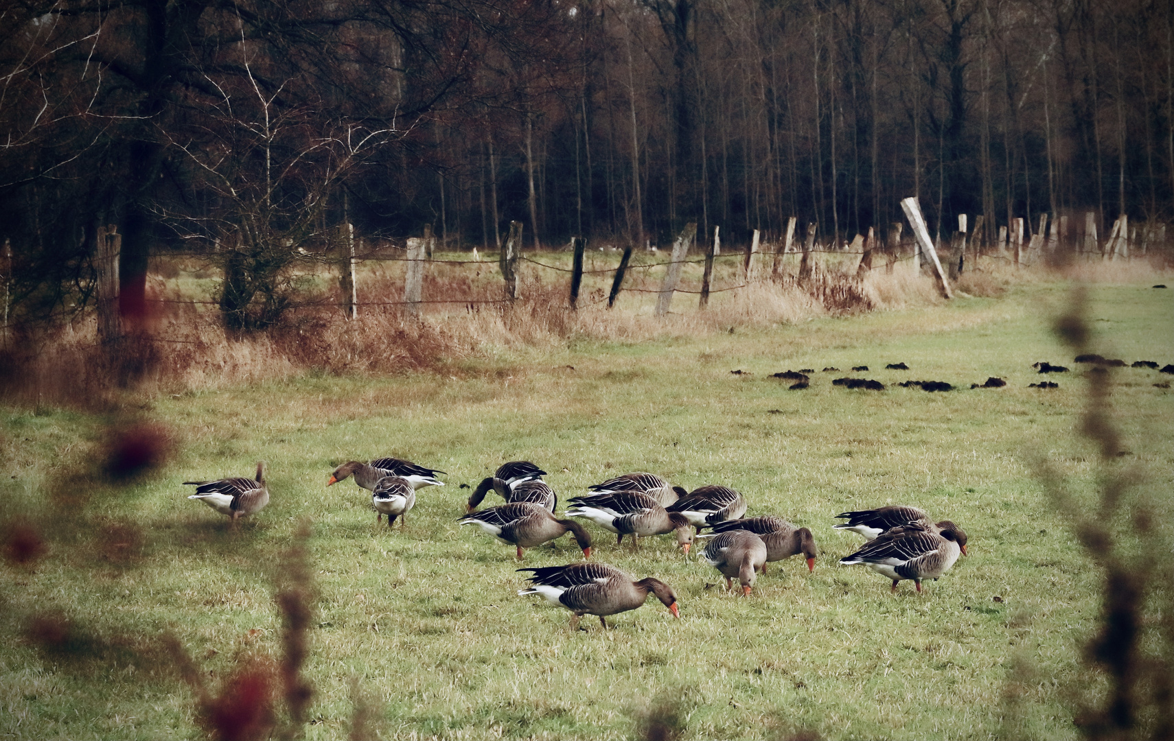 Grasende Gänse