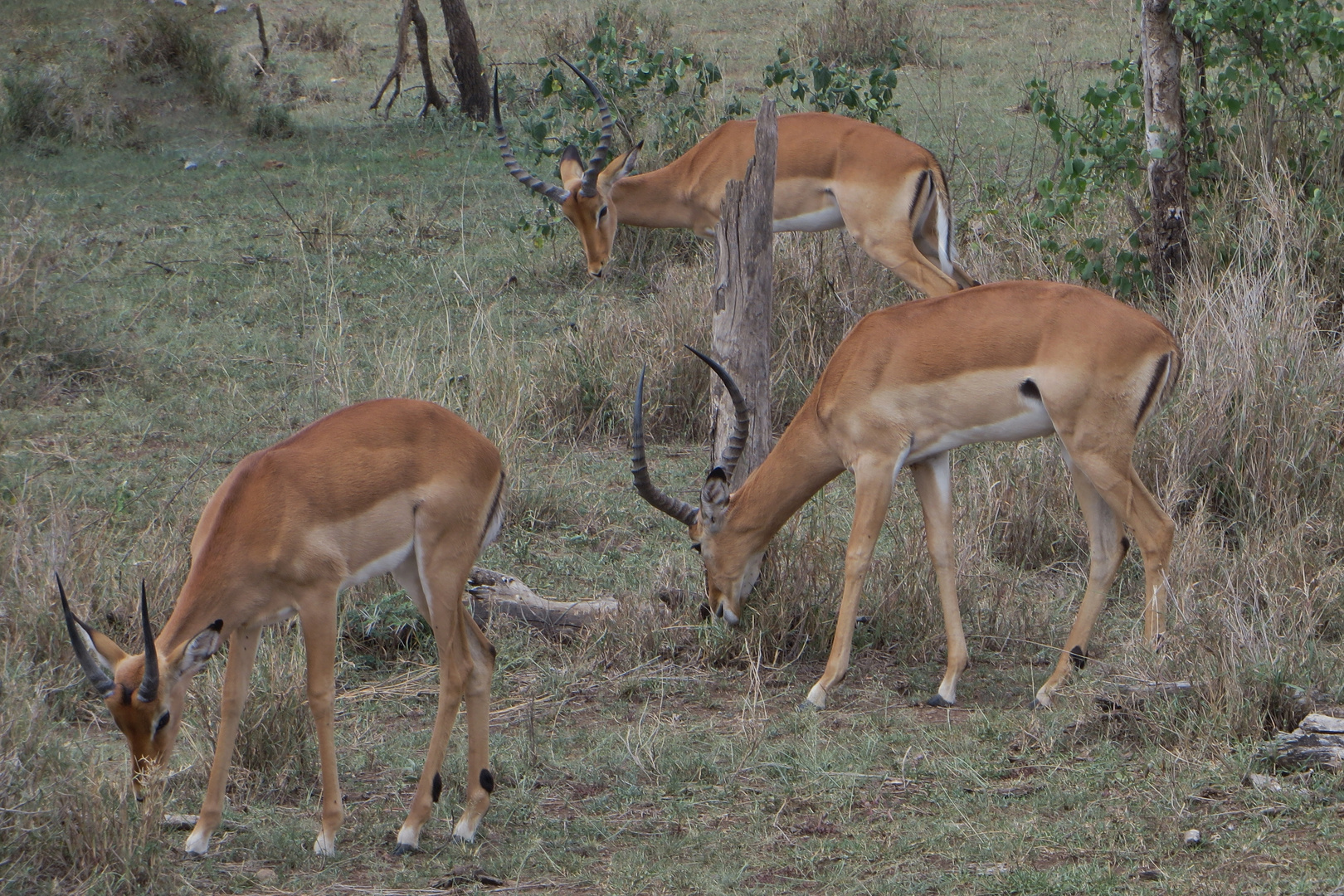 Grasende Impalas