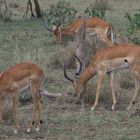 Grasende Impalas