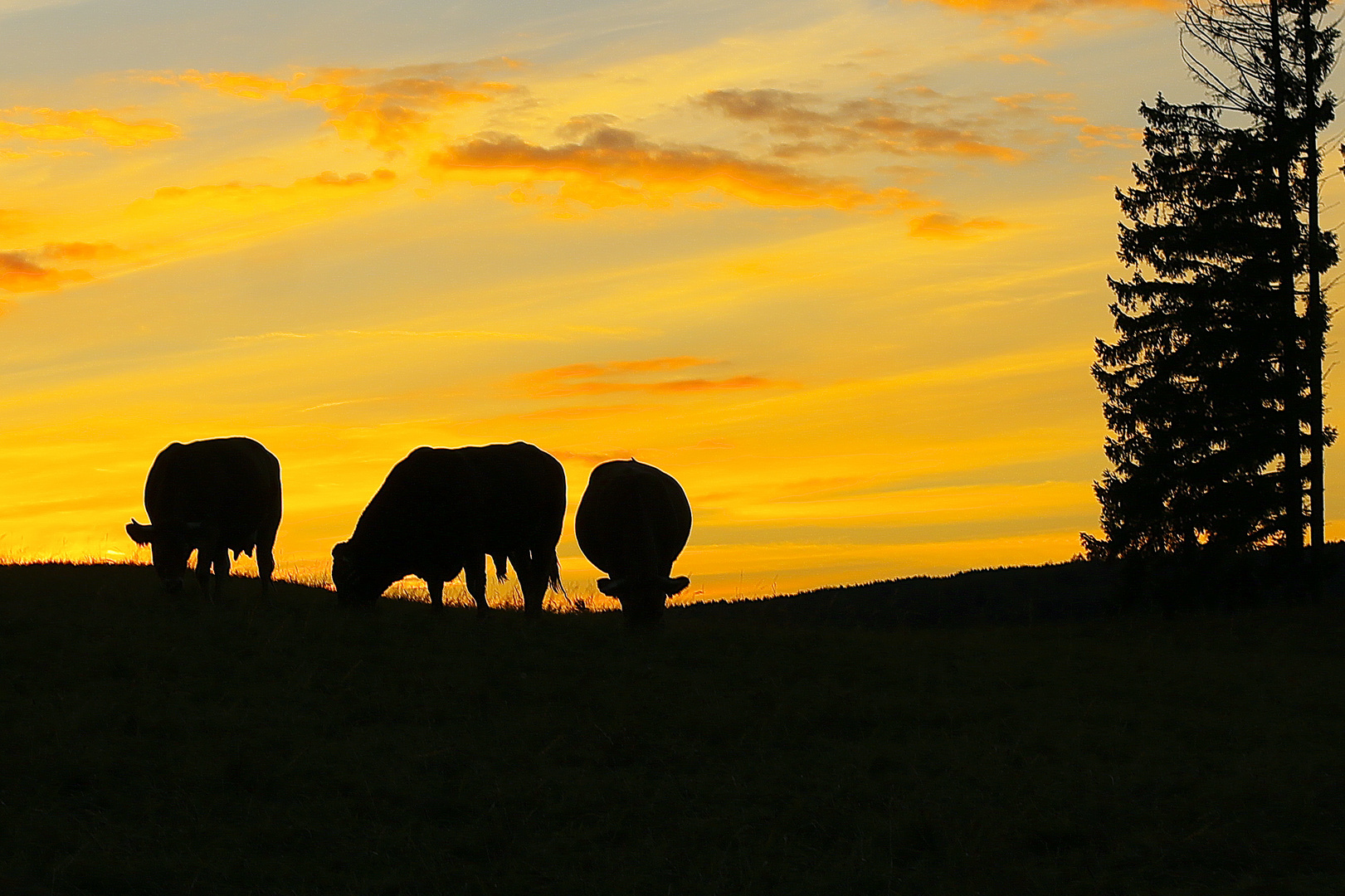 Grasende Kühe vor untergehender Abendsonne