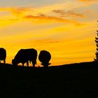 Grasende Kühe vor untergehender Abendsonne