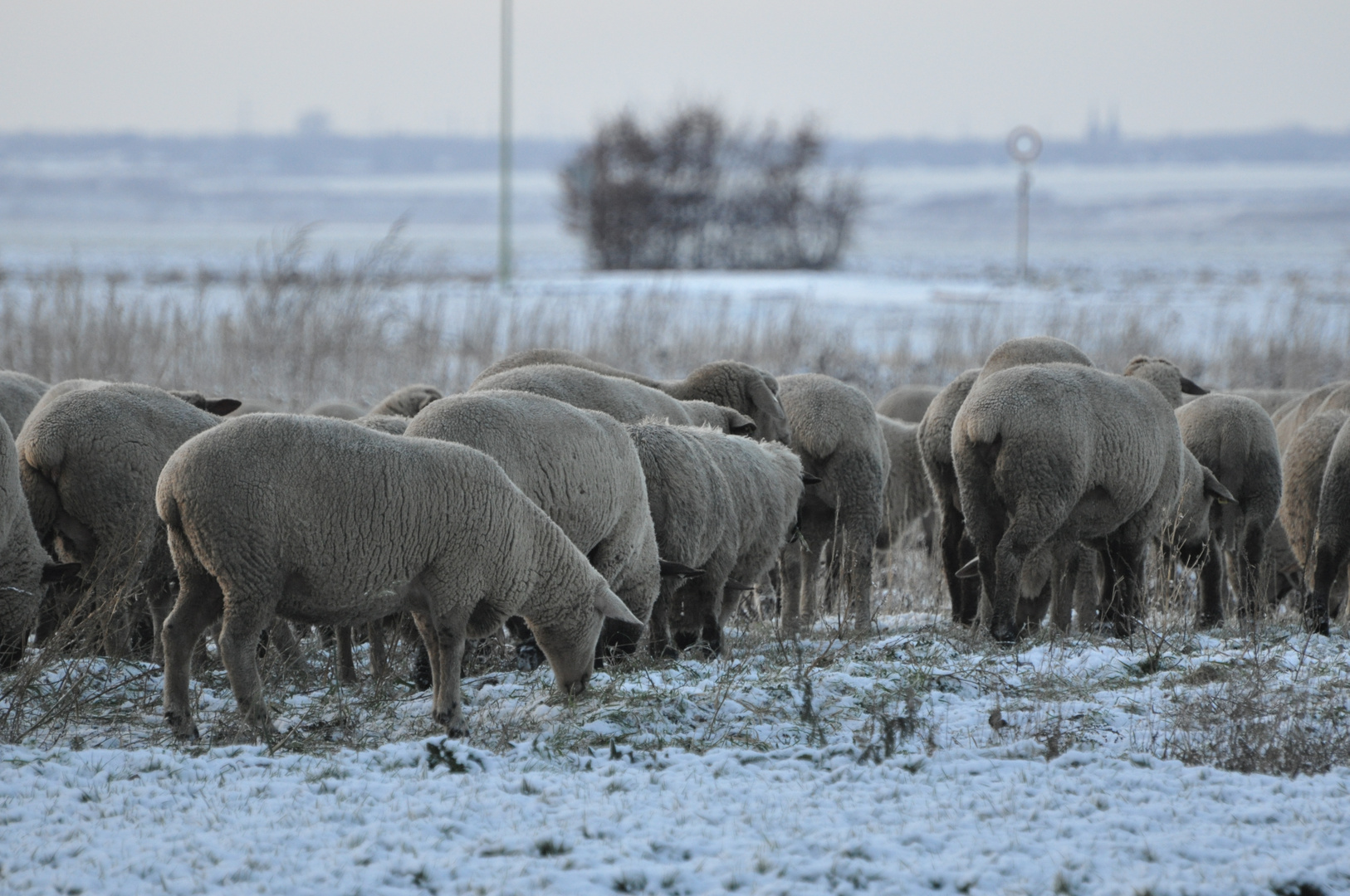 Grasende "Pullover"