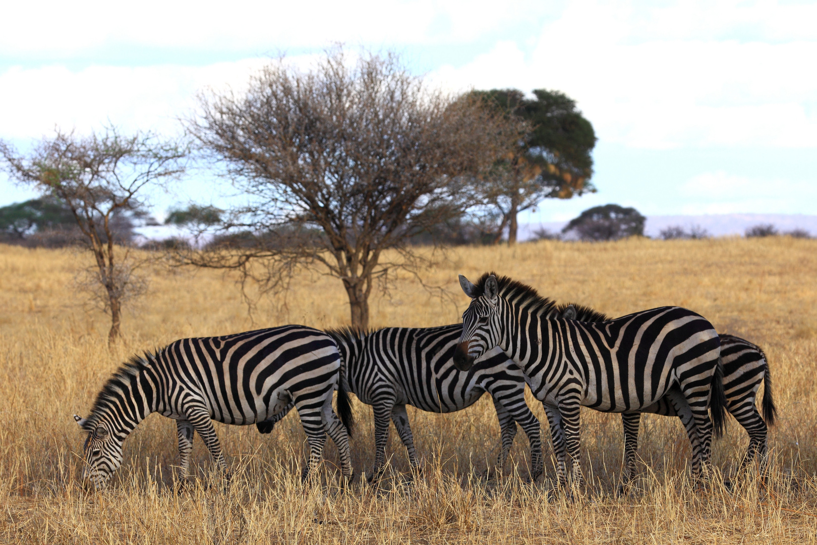 Grasende Zebras