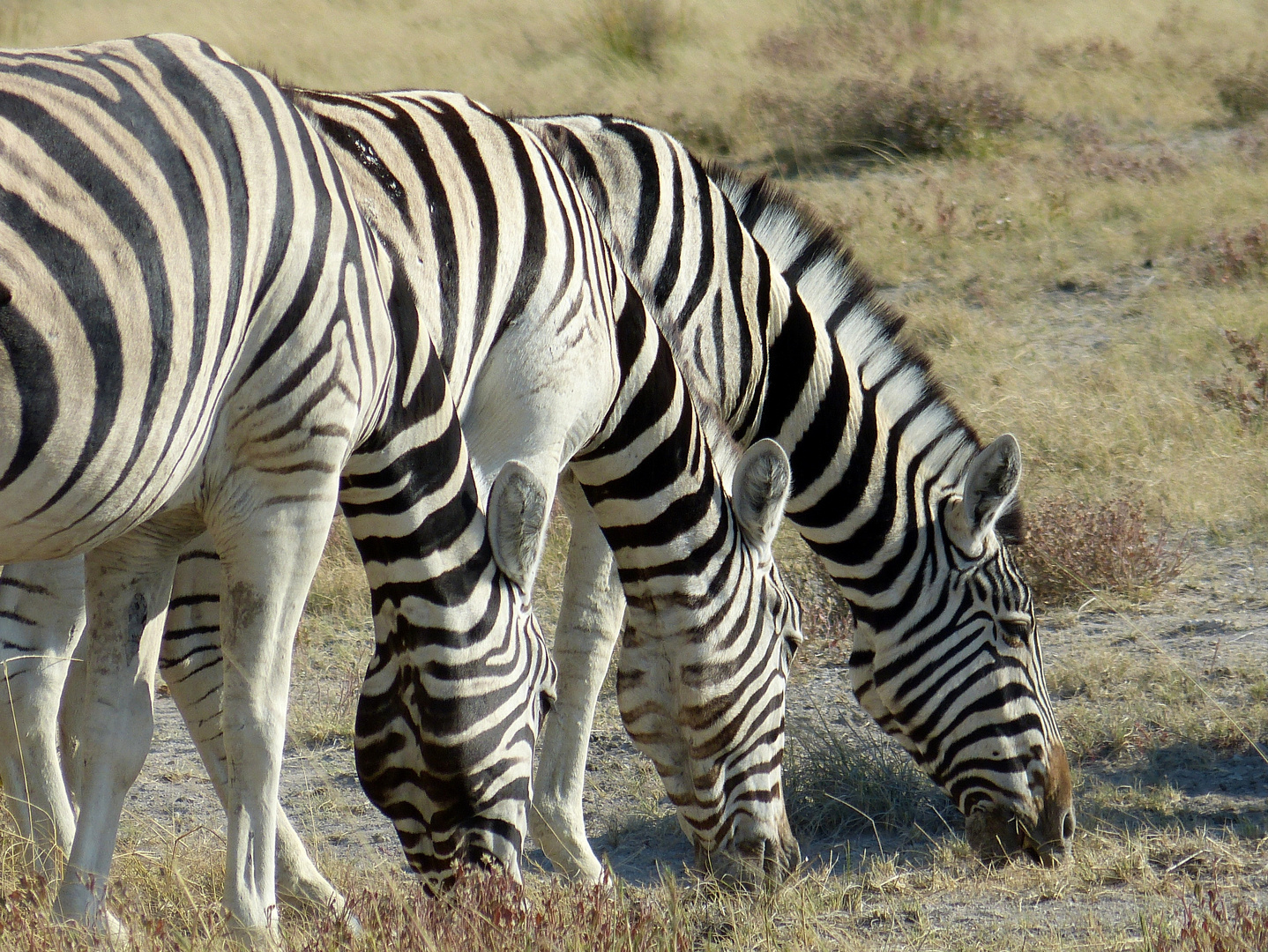 Grasende Zebras