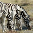 Grasende Zebras