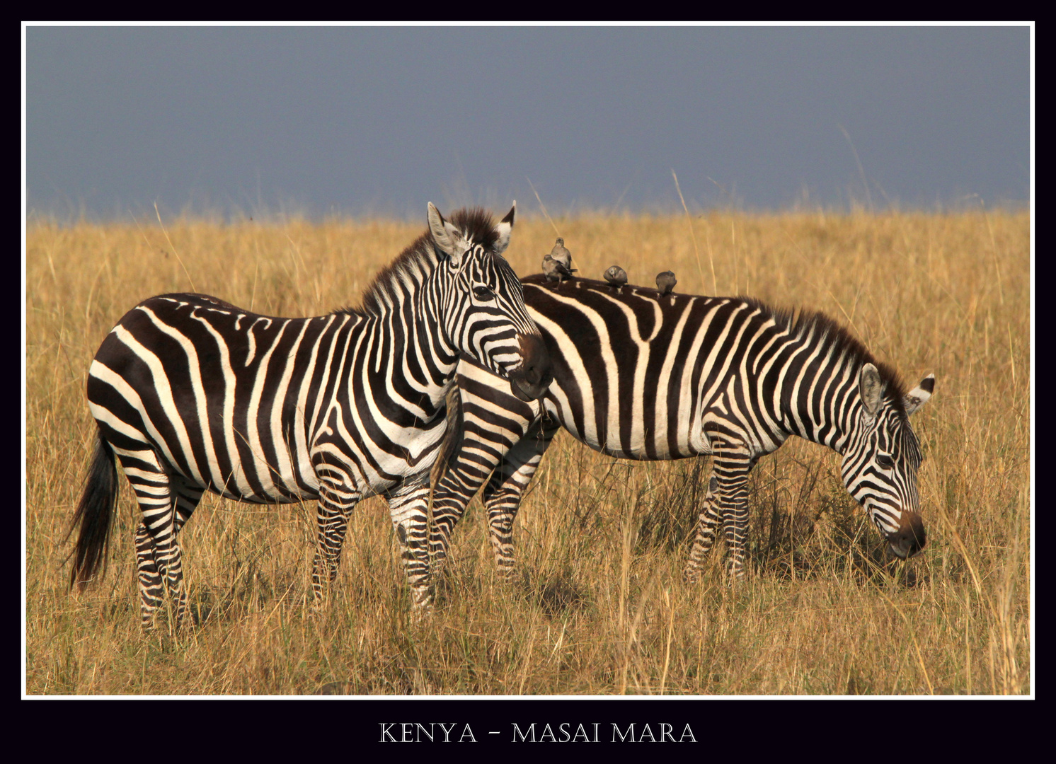 Grasende Zebras in der Masai Mara