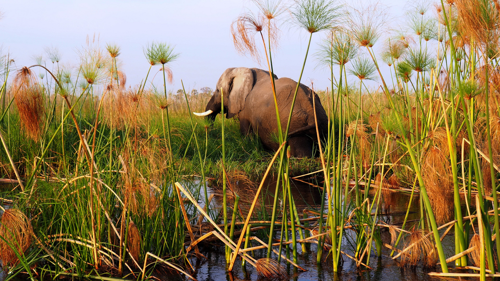 "Grasender" Elefant am Kavango-River im Caprivi (Namibia)