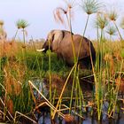 "Grasender" Elefant am Kavango-River im Caprivi (Namibia)