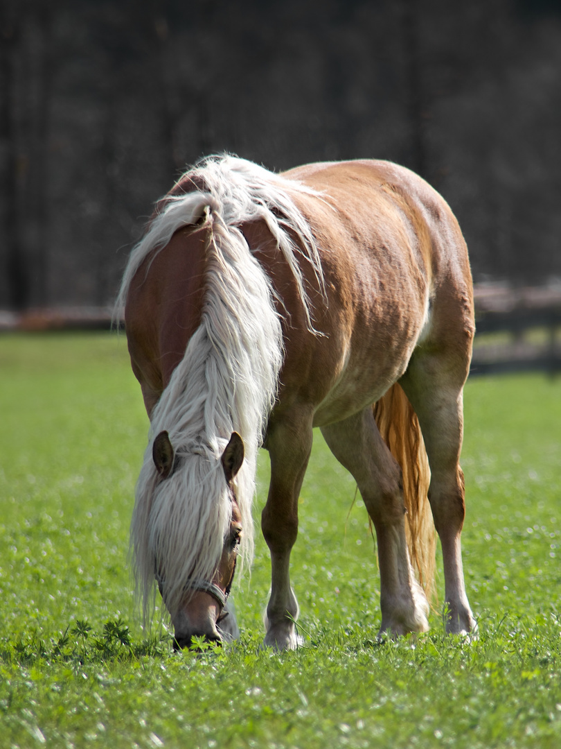 grasender Haflinger