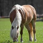 grasender Haflinger