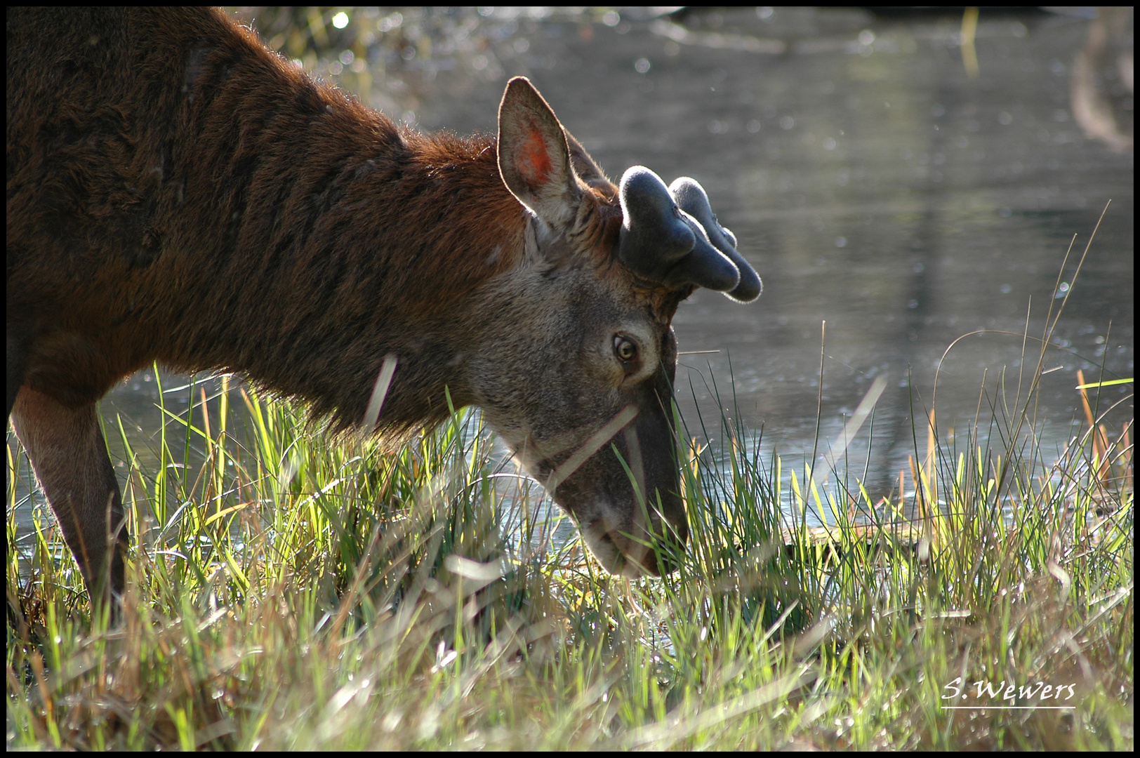 Grasender Hirsch