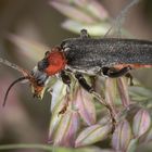 grasender Käfer