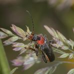 grasender Käfer II