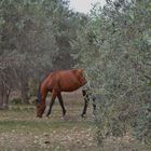 "Grasendes" Pferd in einem sizilianischen Olivenhain
